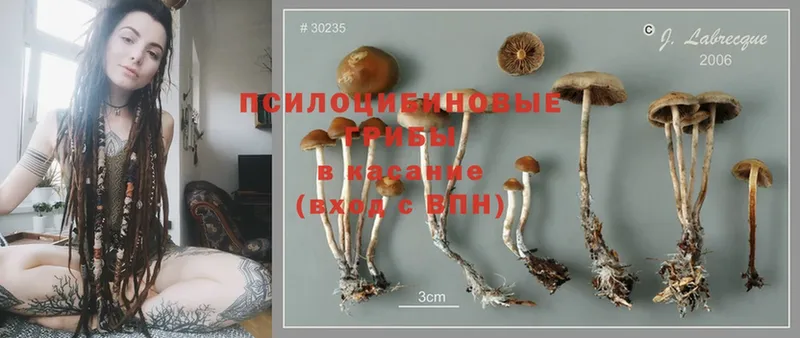 Галлюциногенные грибы Psilocybe  Арзамас 